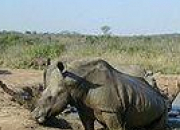 Quiz Les rhinocros