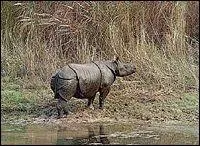 Quel est ce rhinocros ?