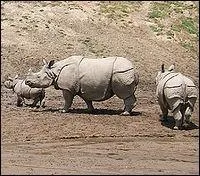Quel est ce rhinocros ?
