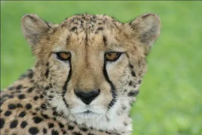 Le gupard a-t-il des rayures sur le visage ?