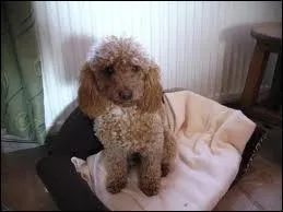 Ca sent tout de suite la France avec ce petit chien. Petit mais trs intelligent ! Quelle est sa race ?