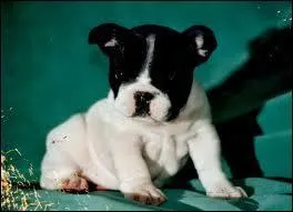 Continuons avec ce petit chien avec une gueule un peu grognon. Quelle est sa race ?