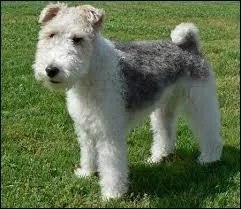 C'est bientt fini mes amis mais il nous reste encore 3 chiens. Ce chien tait l'acolyte de Tintin. Quelle est sa race ?