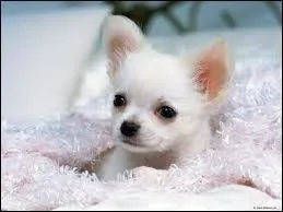 Vous ne pourriez pas vous tromper sur cette question. Originaire du Mexique, ce chien est aussi le plus petit au monde. De quelle race est-il issu ?