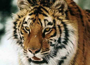 Quiz Le tigre de Sibérie