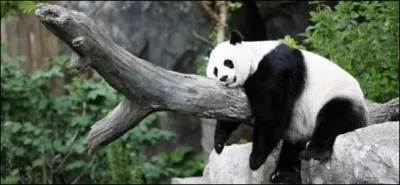 O habitent les pandas ?