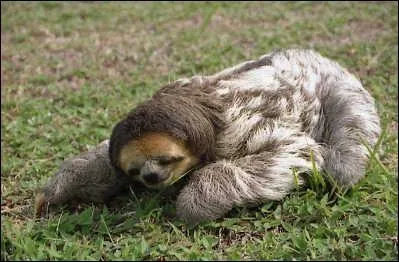 O habitent les paresseux ?