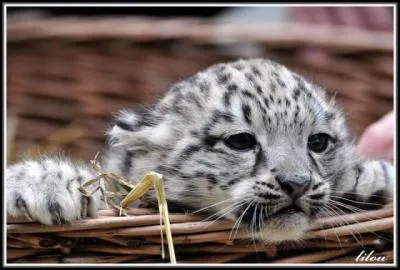 O habitent les lions ?