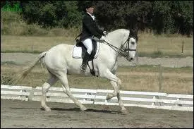 Au galop, quand l'antérieur droit avance plus que le gauche, on dit qu'il galope à ...