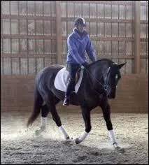 Pour des raisons d'équilibre, on doit trotter sur ...