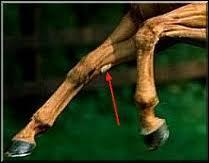 Sur la face interne du membre du cheval, il y a une curieuse corne molle, qu'elle est son nom ?