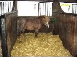 A quel rythme, nettoies-tu le box de ton cheval ?