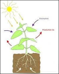 Pour que la photosynthse des vgtaux verts puisse avoir lieu, il faut l'nergie lumineuse du soleil, de l'eau, de la chlorophylle et 