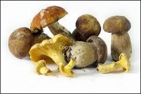 Compltez correctement :  Le  est un champignon bien connu, c'est une espce comestible du .