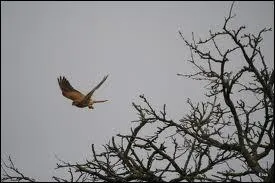 Lequel de ces rapaces est nocturne ?