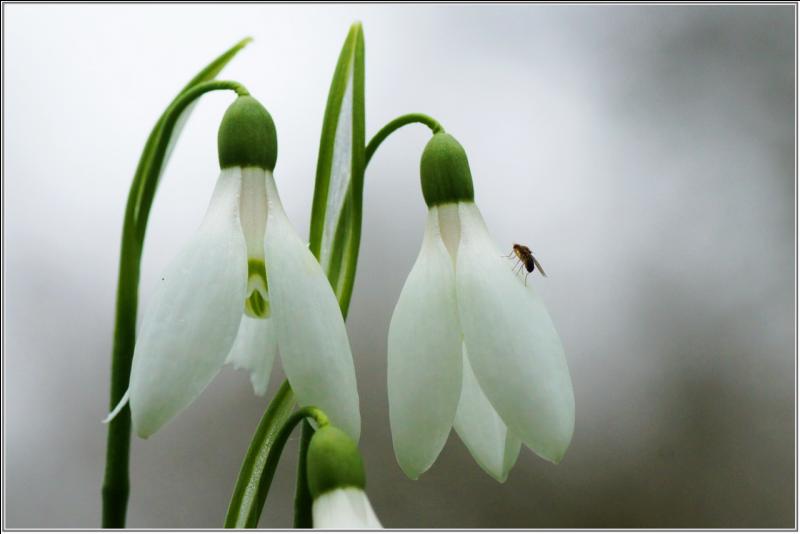 quelle fleur pour quel prenom