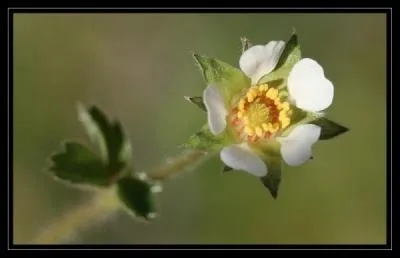 Quelle est cette fleur qu'vitent de frquenter les femmes enceintes ?