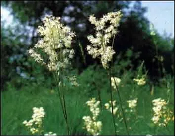 Comment appelle-t-on cette fleur aristocratique et rurale en mme temps ?