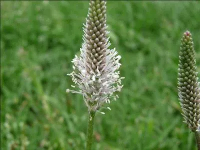 Quel est le nom de cette fleur dont on ne sait pas dire grand-chose, hlas, qui puisse vous aider ?