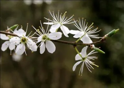 Quelle est cette fleur, curieusement blanche ?