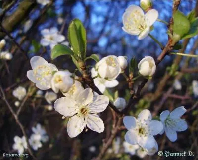Comment appelle-t-on l'arbre qui produit cette jolie fleur ?
