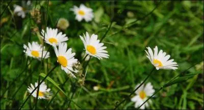 Quel est le nom de cette fleur hypocrite ?