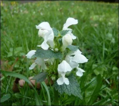 Comment appelle-t-on cette fleur, qui,  une lettre prs, tait  noir et blanc  ?