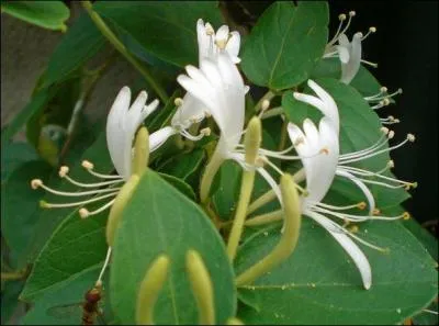 Quelle est cette fleur au nom bestialement curieux par rapport  sa couleur ?