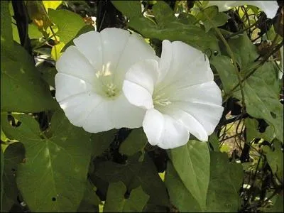 Quelle est cette fleur grimpante, dont le nom commence par un prénom ?