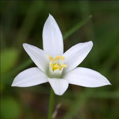 Comment appelle-t-on cette fleur, qu'on espre ponctuelle ?