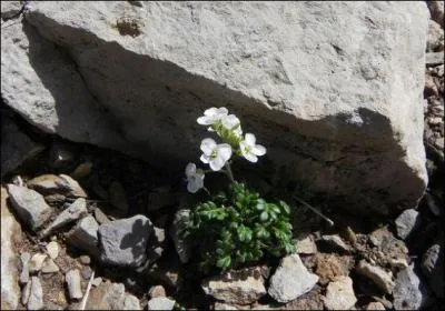 Quel est le nom de cette fleur, visiblement apprcie de jolis cervids montagnards ?