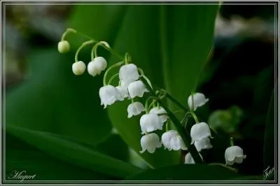 Quelle est cette fleur porte-bonheur ?