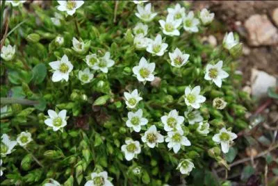 Quelle est cette fleur, toujours bien rase ?