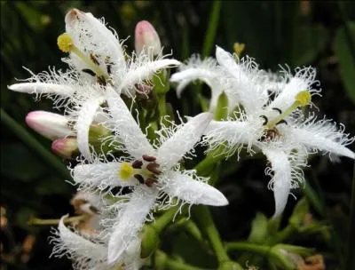 Comment appelle-t-on cette fleur, nom d'une couleur de cartes ?