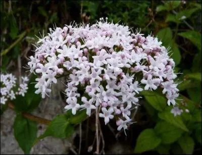 Quel est le nom de cette fleur, aussi un prnom aristocratique ?