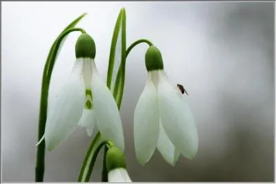 Quelle est cette fleur qui n'hsite pas  dfoncer les lments pour apparatre dans toute sa splendeur ?