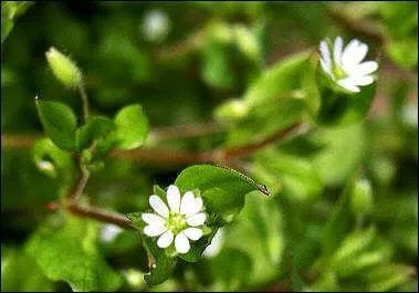 Comment appelle-t-on cette fleur trs prise de nos amis  plumes ?