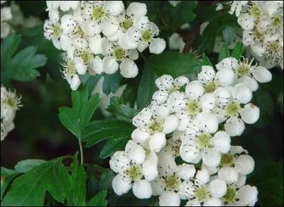 Quel est le nom de cette fleur situe sur des rameaux un rien piquants ?