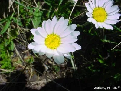 Quel est le nom de cette fleur simple et leve  la fois ?