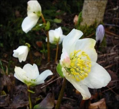 Quelle est cette fleur dont le nom peut voquer une joie pour les enfants ?