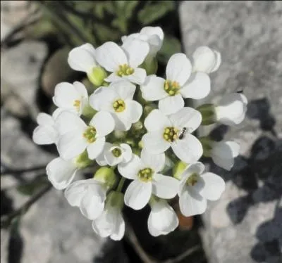 Quel est le nom de cette fleur sur laquelle il est prfrable de ne pas s'asseoir ?