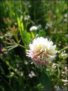 Quelle est cette fleur dont certains spcimens, par forcment de cette espce ci, portent bonheur ?