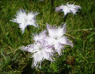 Comment appelle-t-on cette fleur voquant les flots de Palavas ?