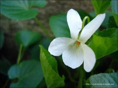 Quel est le nom de cette fleur au patronyme paradoxal ?