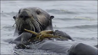 Quelle est la longueur (taille) de la loutre de mer ?