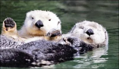 Quel est le poids de la loutre de mer ?