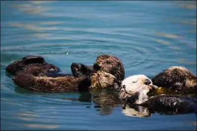 Vivent-elles en groupe ?