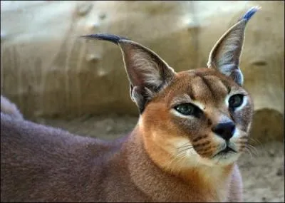 Quel est son poids ?