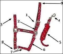 Quel est le nom de la partie n3 de ce licol ?