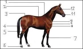 Quel est le nom de la partie n11 et 7 de ce cheval ?